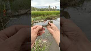 Download lagu Fishing for chana fish in a water hole in the middle of the rice field🤤🥰 mp3 Download lagu Fishing for chana fish in a water hole in the middle of the rice field🤤🥰 mp3
