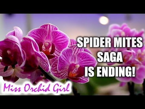 How I control spider mites in my Orchid collection - Simple!