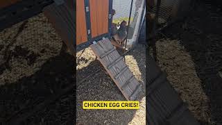 The Egg Announcement ! Let's Collect Eggs! #fun #egg #chicken #love #food #farm