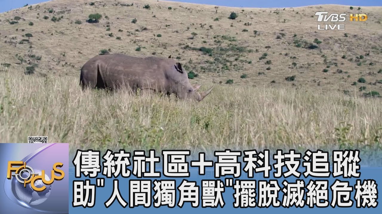 傳統社區+高科技追蹤 助「人間獨角獸」擺脫滅絕危機