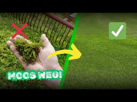 Moos im Rasen bekämpfen 🌱 So wirst du es wirklich los!