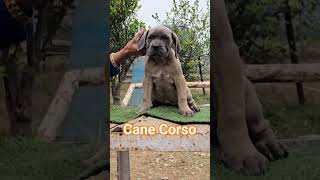 Cane Corso Male Puppy Top Quality 👿 #shorts #canecorso #trending #live