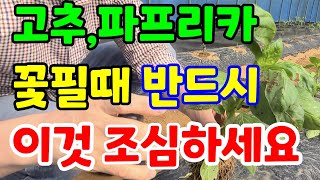 파프리카 가장 많은 해충 관리하는 방법 꽃피면 꼭 해야하는것