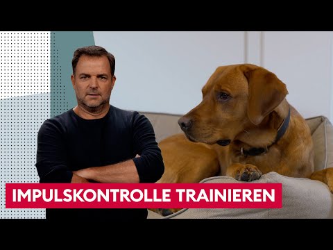 Teaching your dog boundaries | The Dog Expert