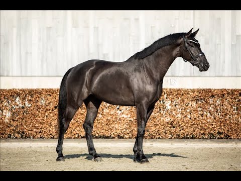 Dressage Prospect - Sporthorses.nl - Toto Jr  x Johnson