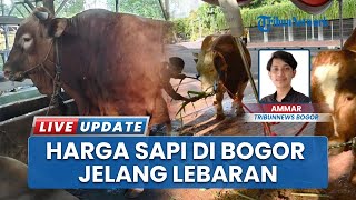 Harga Sapi Kurban di Cibinong Bogor Jelang Idul Adha 2025, dari Bima hingga Limosin
