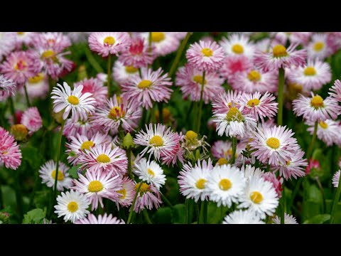 NOAA Is Studying How the Weather Affects Pollen–and Vice Versa