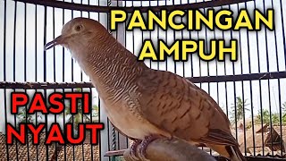Download lagu PERKUTUT BANGKOK GACOR SUARA COCOK UNTUK PANCINGAN SETIAP HARI AGAR PERKUTUT BANGKOK DIRUMAH BUNYI. mp3 Download lagu PERKUTUT BANGKOK GACOR SUARA COCOK UNTUK PANCINGAN SETIAP HARI AGAR PERKUTUT BANGKOK DIRUMAH BUNYI. mp3
