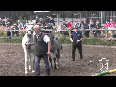 NF045 Hengstfohlen von Uriko   Corrado I   Caretino Apple Geräte HD Höchste Qualität