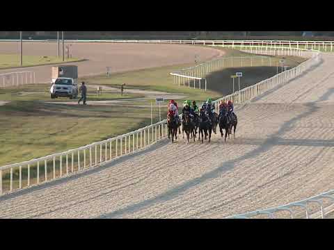 2019.11.17. 08. futam - LIGETTELKI DŰLŐ HENDIKEP (V/b.) (szintetikus pálya)