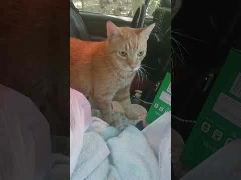 Lyin Ass Cats This Mornin At 10:30am 🤣😅 Yes I Be Mad, But I Love TF Outta Them & They Be Dido Too ❤️