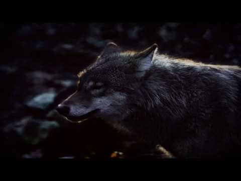 Fulgurum - Ostatni Wilk