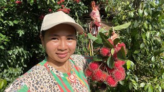 Download lagu Mencari Buah Empasa ,Buah Rambutan & Pelbagai Sayuran Di Kebun Cousin mp3