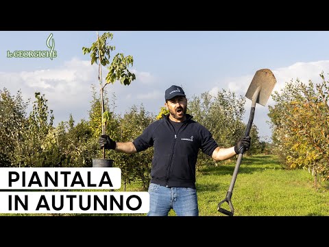 Perché mettere a dimora alberi e arbusti in autunno è la scelta migliore per il tuo giardino!