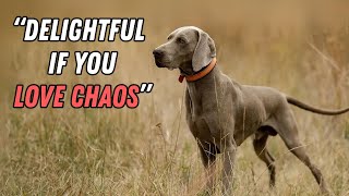 Things NOBODY tells you about owning a Weimaraner
