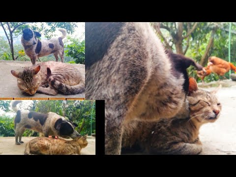 Our Dog taking care of cat ll ooo so sweet ll