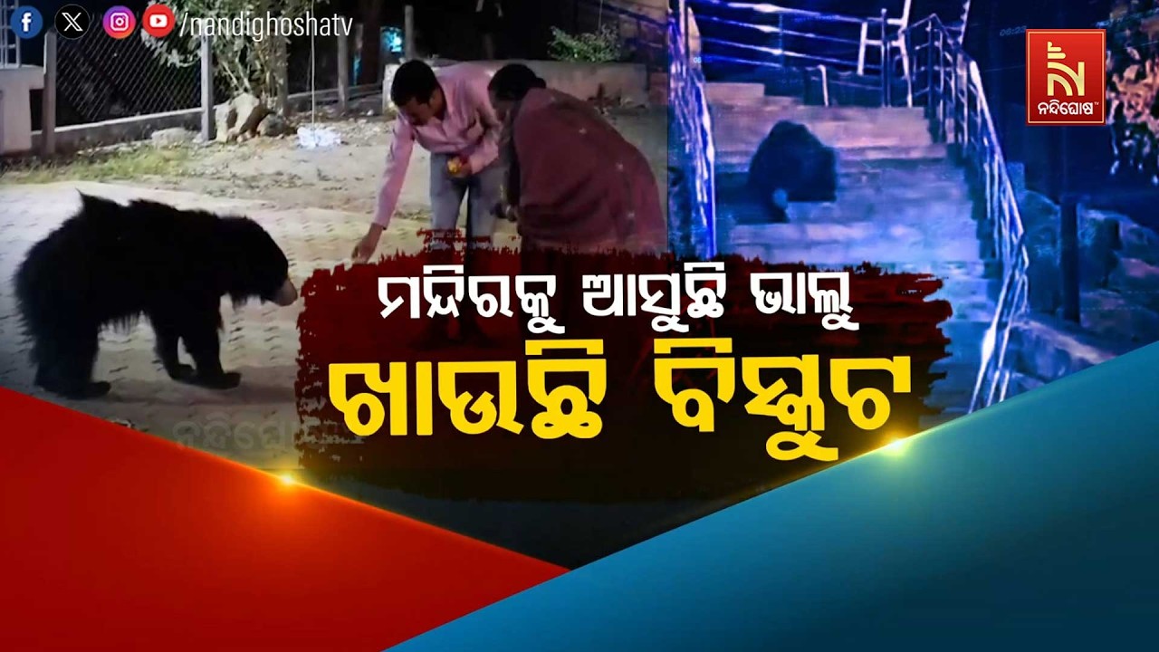 🔴 Live | ମନ୍ଦିରକୁ ଆସୁଛି ଭାଲୁ, ଖାଉଛି ବିସ୍କୁଟ