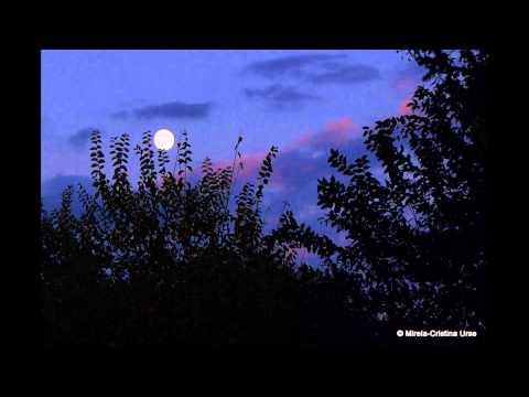 Mitza feat Junky - Regina noptii [remix]