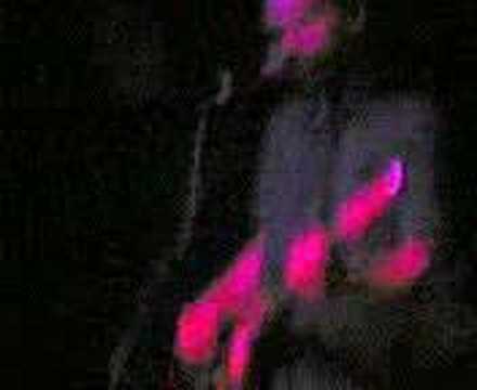 download lagu mp3 mp4 Adam Franklin Bolts Of Melody I Am Superman, download mp3 Adam Franklin Bolts Of Melody I Am Superman free download mp3, download mp3 Adam Franklin Bolts Of Melody I Am Superman
