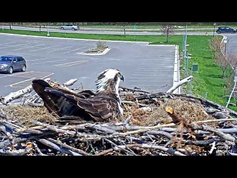 Louis Delivers Fish To Iris, Begins Incubating At Hellgate Osprey Nest – Apr. 29, 2019