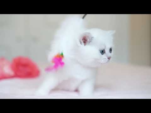 Yamina Silvertales - 4 weeks