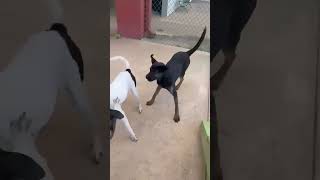 Video preview image #1 Boxer-Staffordshire Bull Terrier Mix Puppy For Sale in Westwood, NJ, USA