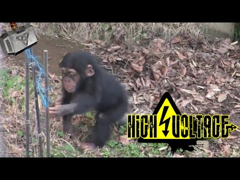 Animals Getting Shocked By Electric Fence | Animals Electric Shock Funny