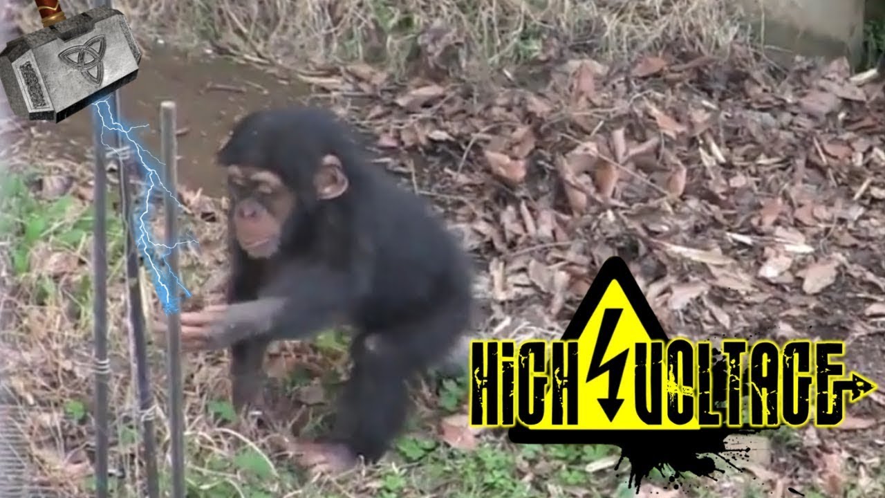 Animals Getting Shocked By Electric Fence | Animals Electric Shock Funny