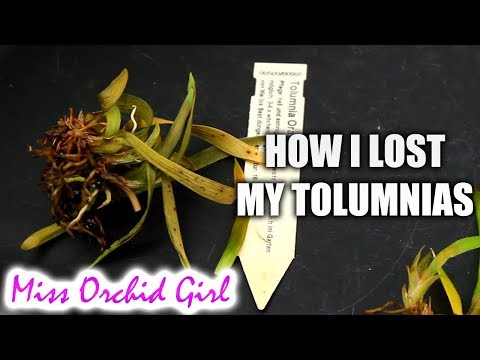 How I lost my Tolumnia Orchids in one day