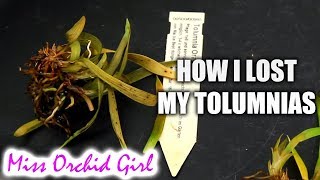 How I lost my Tolumnia Orchids in one day