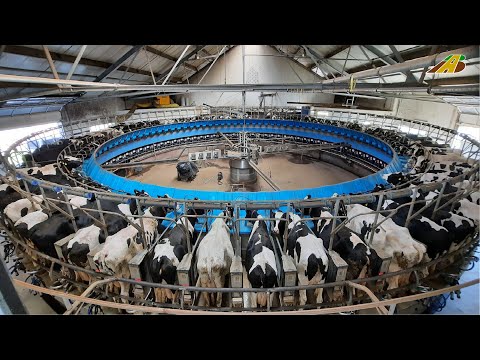 , title : '1000 Kühe melken im 80ziger Melkkarussell Tiere füttern Visiting a 80 Stall Rotary Milking Parlor'