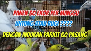 Download lagu Parakeet breeding /// 60 pairs of parents, harvest 30 birds/week mp3