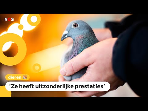 Dit is de duurste duif ooit (1,6 miljoen euro!)