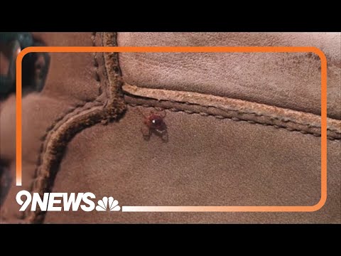 涼しく雨の多い気候により、コロラド州ではダニの活動がより活発な季節になります