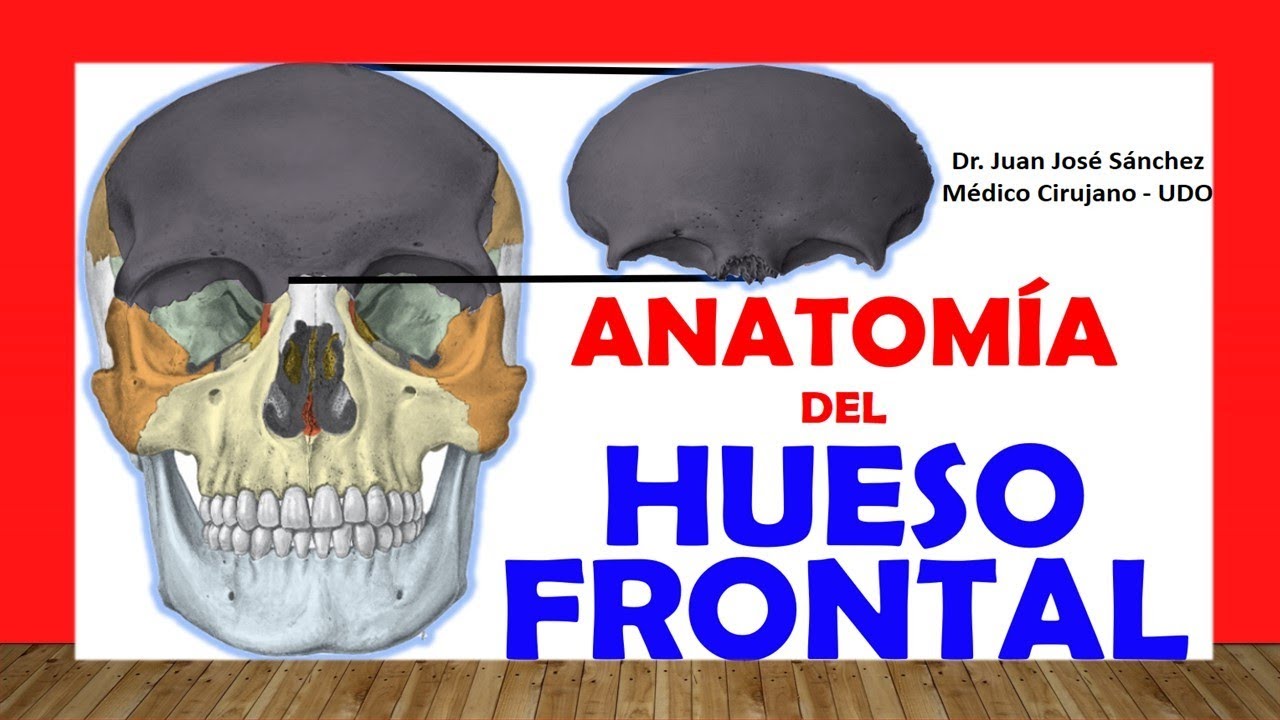 🥇 FRONTAL BONE, Anatomy. Easy, Fast and Simple