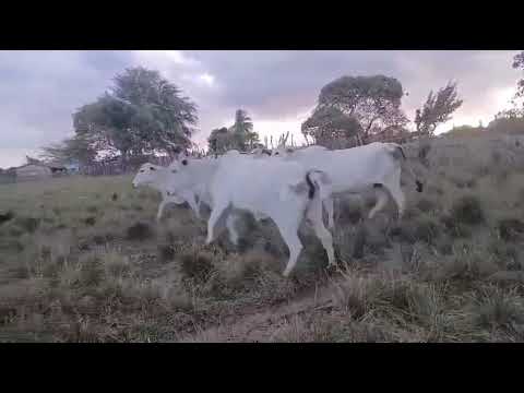 65 Vacas Nelores Gordas na balança a 17 reais em Pilões/ Paraíba. Whatsapp 84 99810 2784*