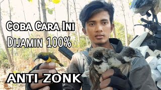 Download lagu Trik Jitu Pikat Burung Sogon dan Sikatan Kipas Dijamin Anti Zonk mp3