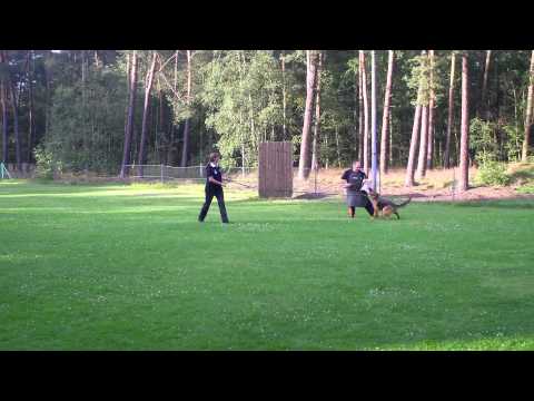 Ausbildung im Schutzdienst - Idoya de Arena Dorada