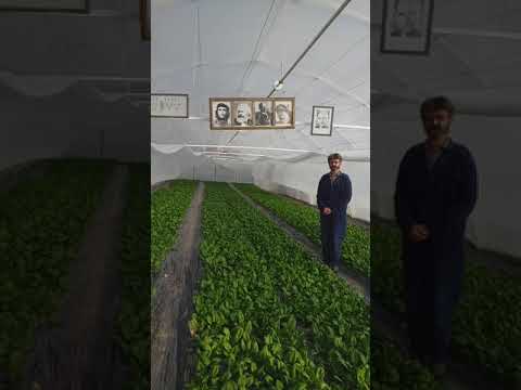NOVO!!!-Zamena niskih tunela u plastenicima-1 NEW!!!-Replacement of low tunnels in greenhouses-1