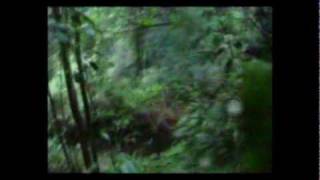 Macaco Ingravitto Caminho Luz da Terra