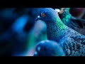 RELAXING PIGEON NOISES!  GREAT SOUND FOR STUDYING, HOMEWORK, OFFICE WORK AND SLEEPING