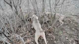 preview picture of video 'Веймарские легавые (работа (охота) по енотовидной собаке) Краснодарский край, ст. Староминская'