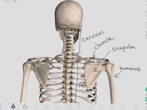 Major Bones - Anatomy and Kinesiology