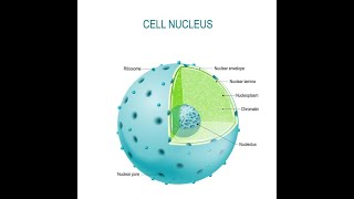 Nucleus Structure and Function | Nucleoid