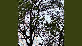 Download lagu Kamahari Kita Usahakan Lagi mp3