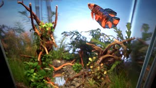 What Happens Giant Betta Live With Tetra Fish? l Use Mirror To Make  Underground Lake in Aquascape