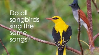 Do all songbirds sing the same songs?