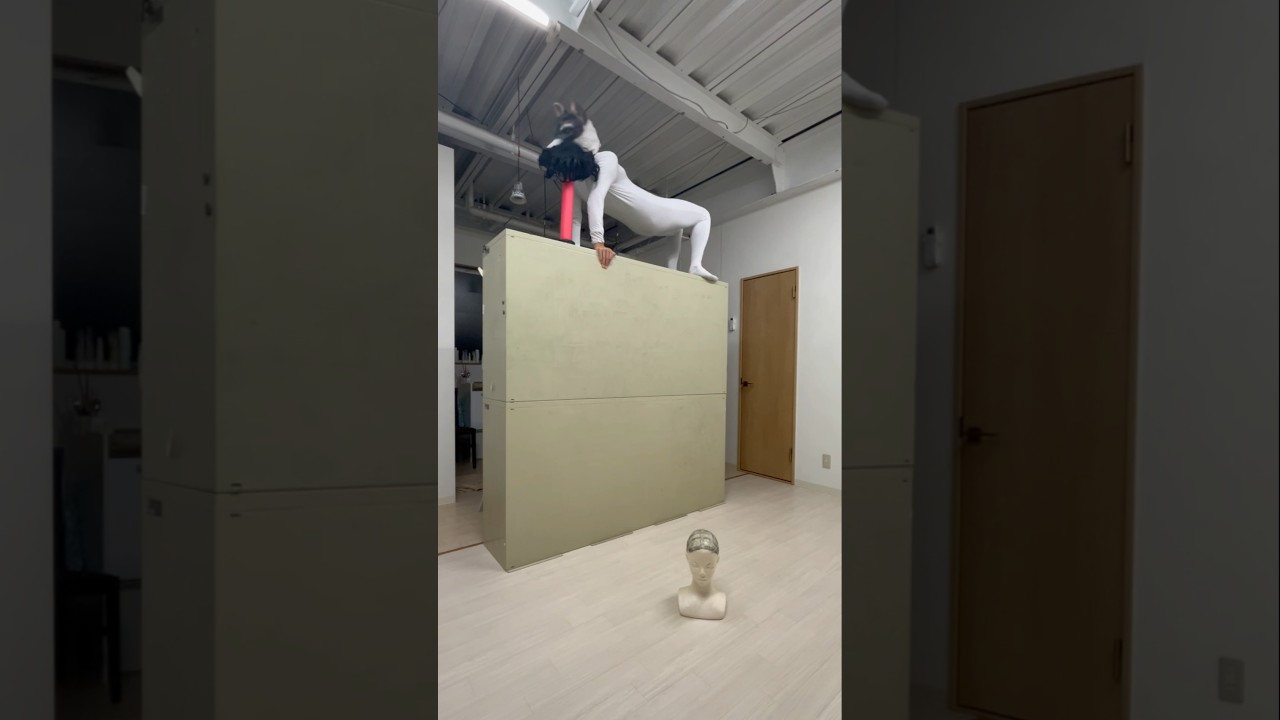 【A dog putting a wig on a mannequin】#dog #challenge #funny