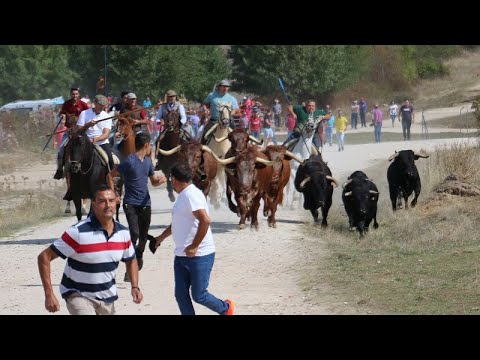 Encierro a caballo en Bañobárez con novillos de Eduardo Martín Cilleros 