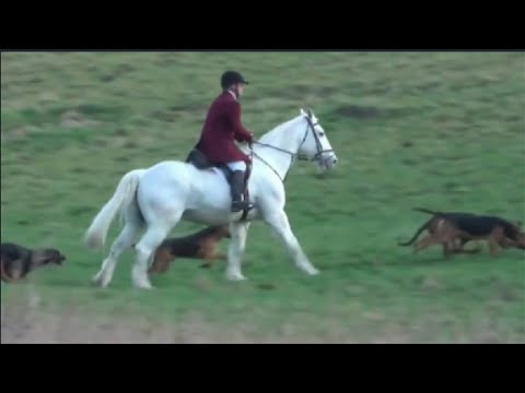 Farouk goes Hunting for The First Time at Thorpe Hall Rudston with The Highmoor Bloodhounds